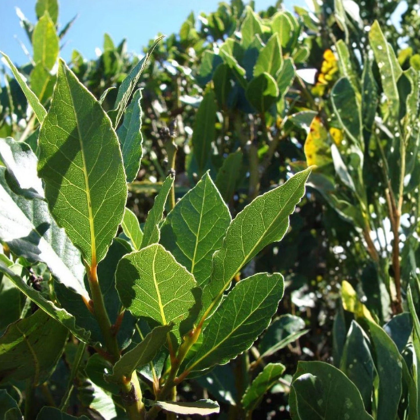Live Bay Leaf Tree Starter Plant, 2-4 Inches, Laurus nobilis, Pesticide-Free, Aromatic Culinary Herb for Garden or Container