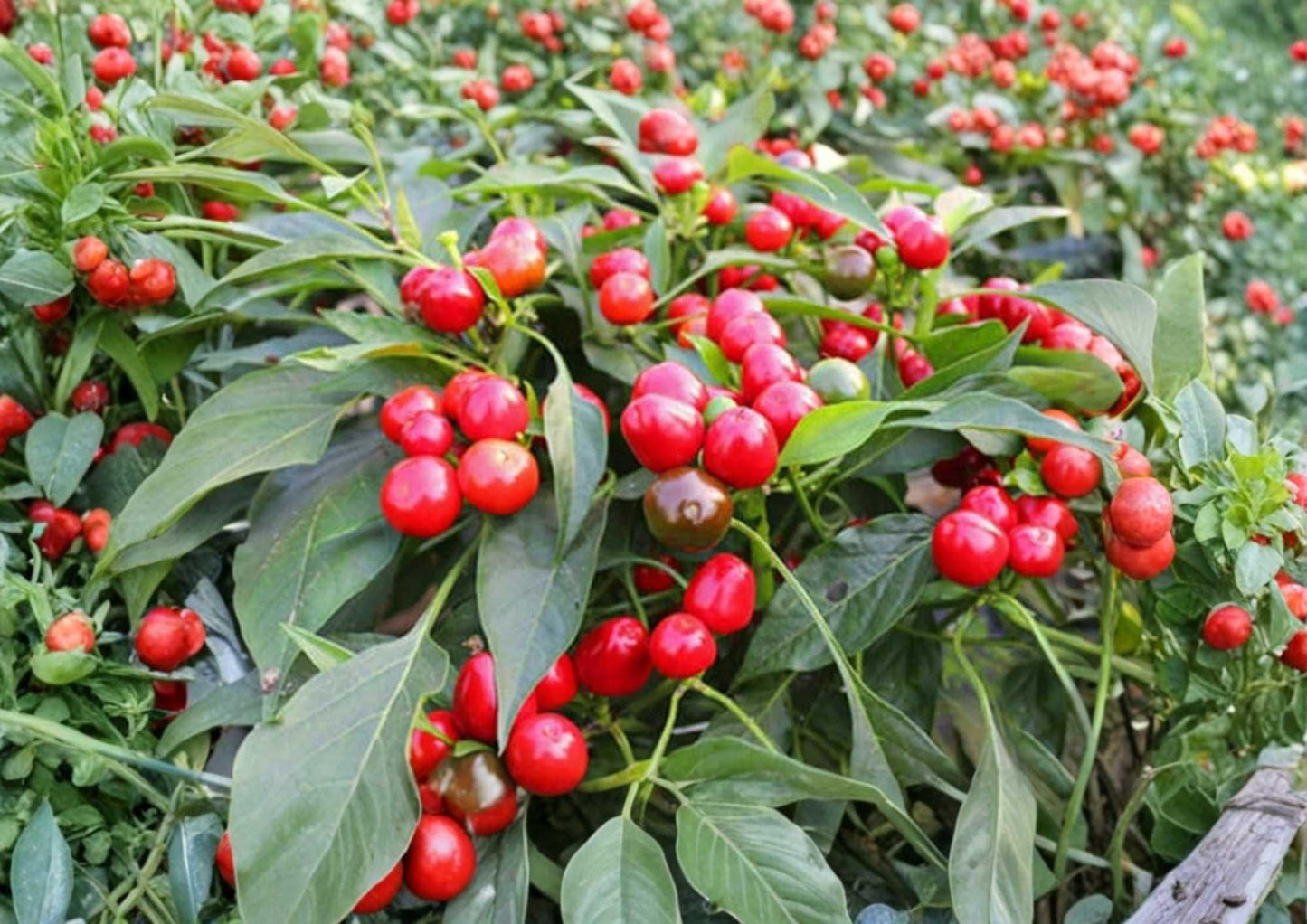 Large Red Cherry Hot Pepper Seeds – 100+ Chili Seeds for Garden Planting, Sweet Heat, Thick Wall, Scoville 3000-5000, Fast Growing