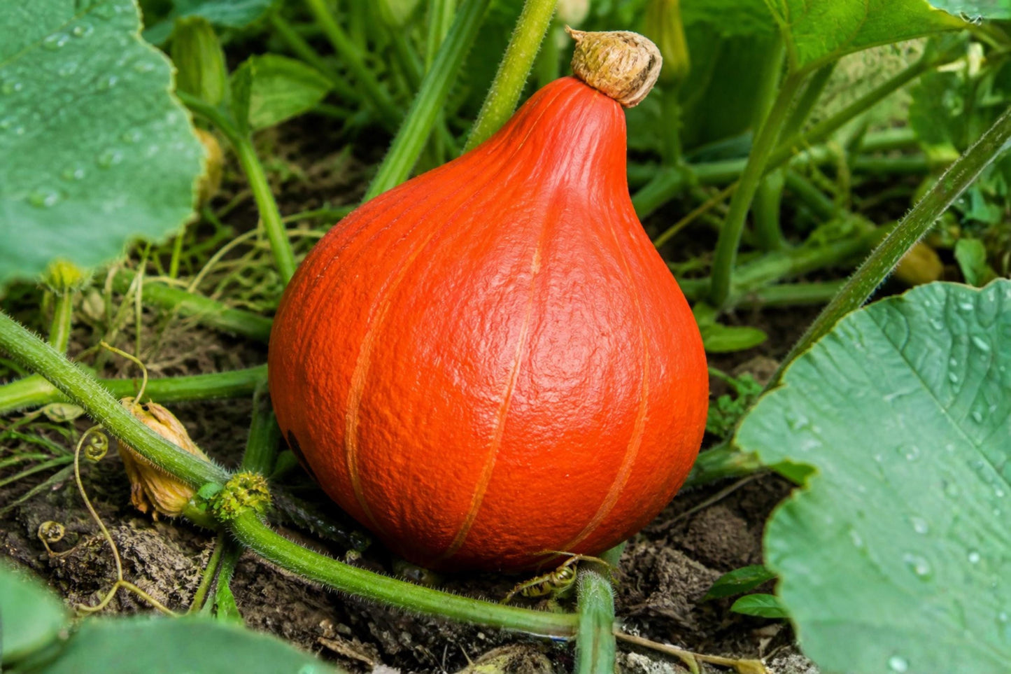 Japanese Red Kuri Squash Seeds – Uchiki Kuri Winter Heirloom, Nutty Flavor, Teardrop Shape, Gourmet Vegetable Seeds