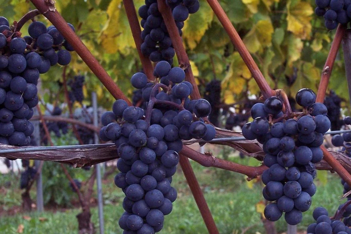 Marechal Foch Wine Grape Vine Plants – 1-2 Year Old Vitis vinifera for Home Wine Making and Vineyard Cultivation