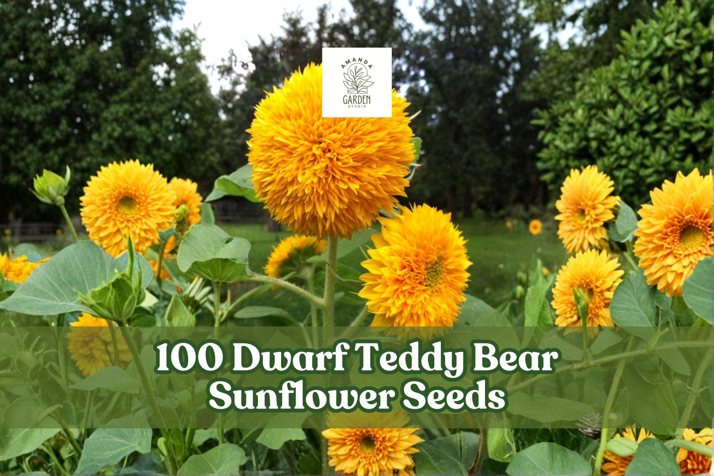 Dwarf Teddy Bear Sunflower Seeds | Helianthus annuus | Double Bloom Bright Yellow | Compact Annual Flower for Garden & Containers