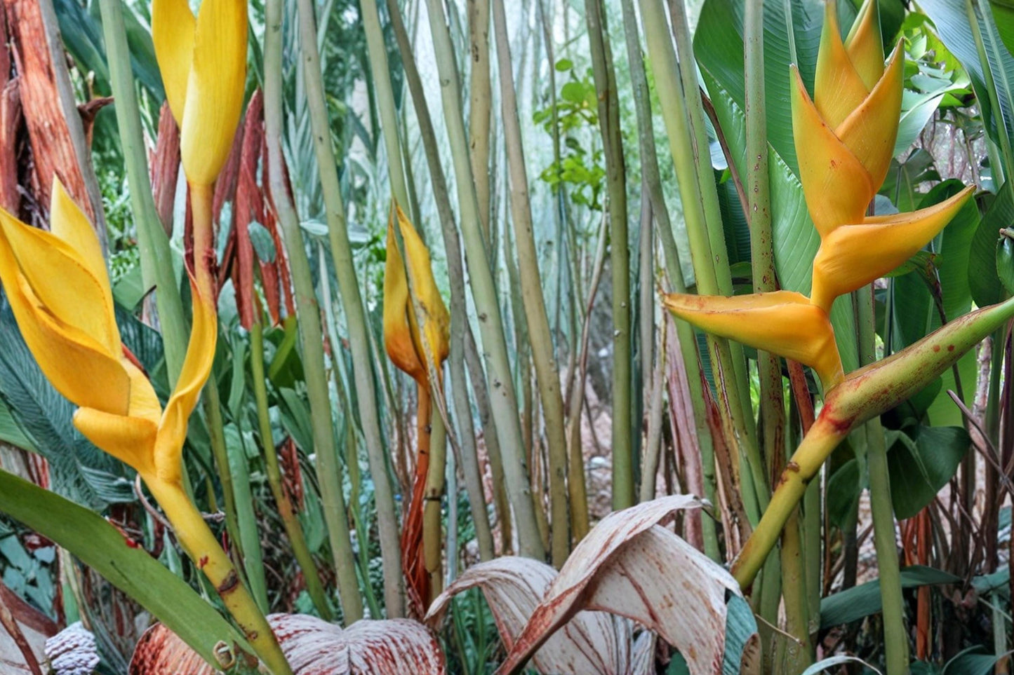 Heliconia Champneiana Seeds – Tropical Ornamental Plant with Bold Foliage and Red Bracts, Indoor or Warm Climate Garden