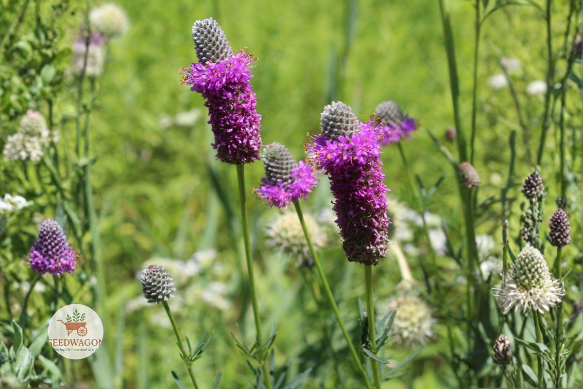 Purple Prairie Clover Seeds – Native Pollinator Wildflower, Drought Tolerant Dalea purpurea, Summer Bloom, Perennial Plant
