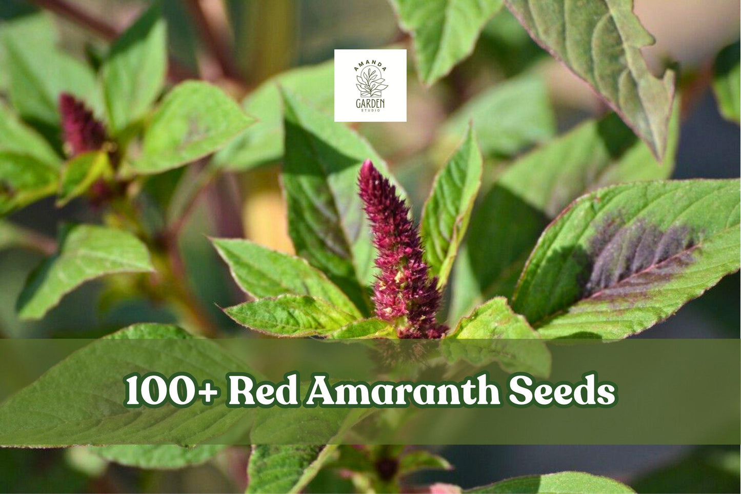 Red Amaranth Seeds | 100+ Amaranthus tricolor Vegetable Seeds for Garden, Container, Indoor & Outdoor Planting