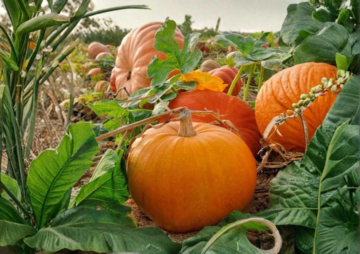 Large Jack O Lantern Pumpkin Seeds, Heirloom Carving Variety, Giant Orange Halloween Pumpkins for Garden Planting, 25-40 lbs