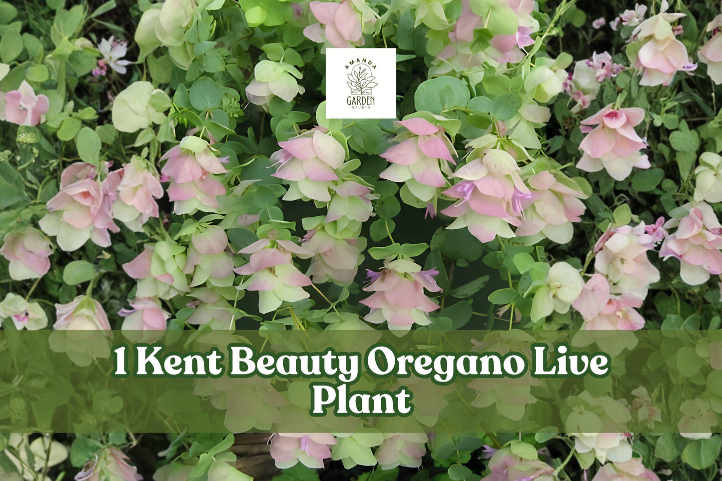 Kent Beauty Ornamental Oregano Live Plant Plug – Trailing Herb, Pink & Green Bracts, Perennial, Origanum ‘Kent Beauty’