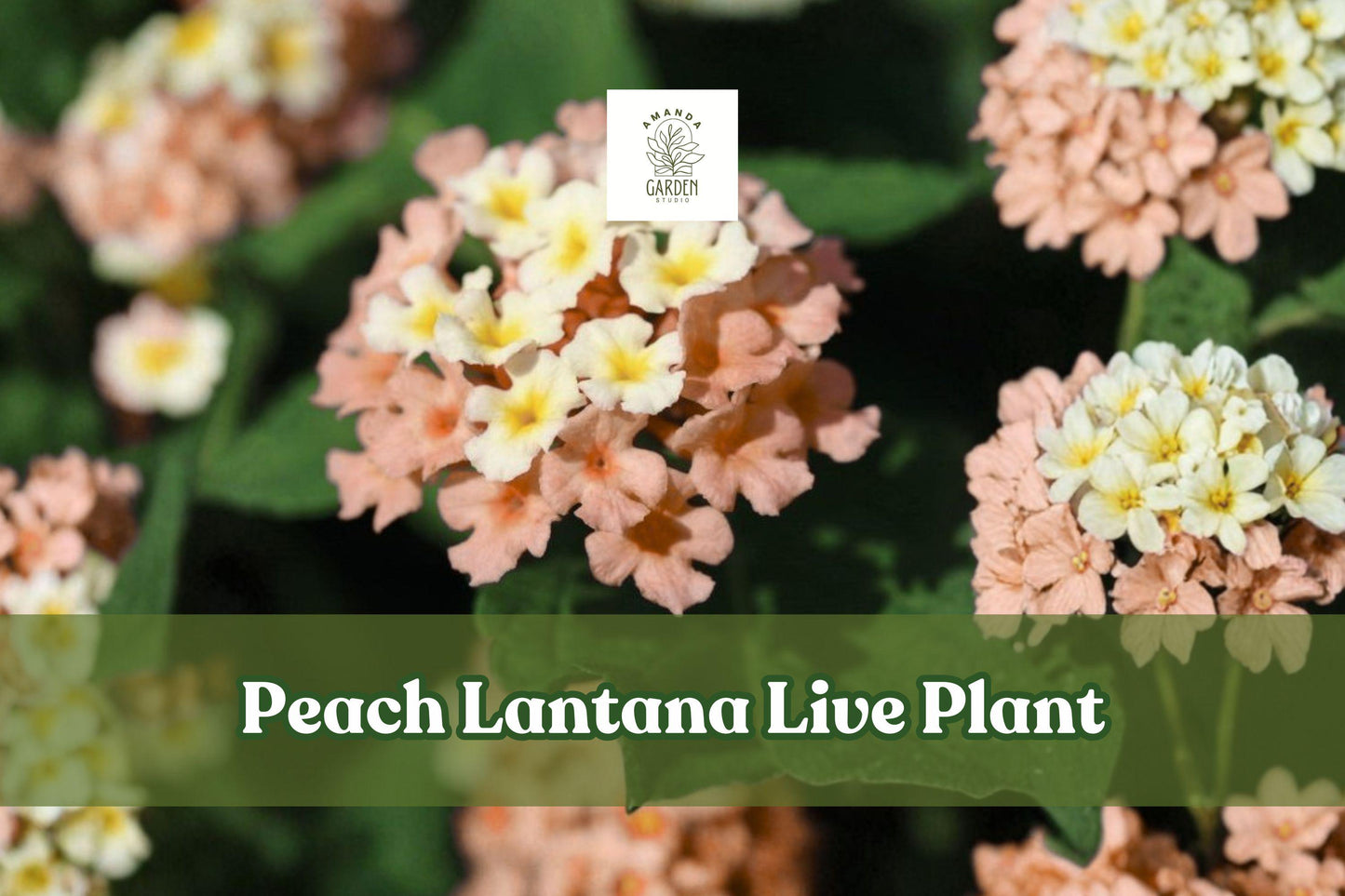 Peach Lantana Live Plant | Flowering Starter Plug for Garden Borders & Containers | Lantana camara