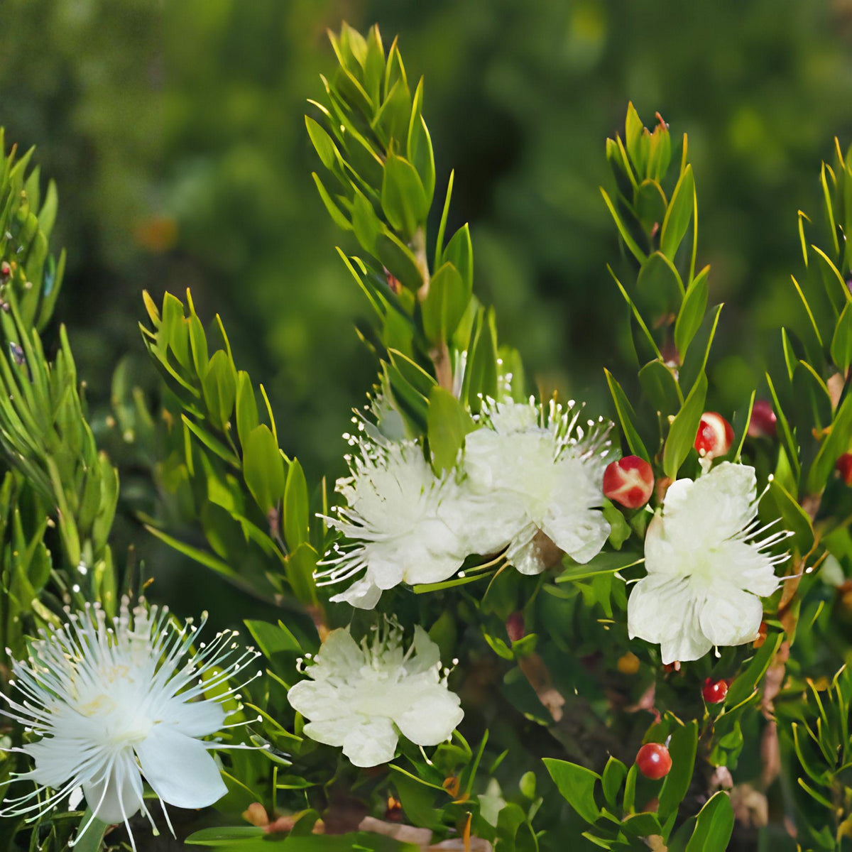 White Myrtle Cuttings – 7 Unrooted Live Propagation Plants Myrtus communis Evergreen Shrub with Fragrant White Blooms