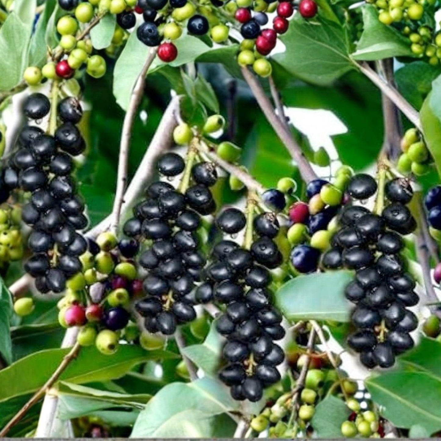 Jamun Cuttings 5 Pack – Syzygium cumini Fruit Tree Propagation Unrooted Stem Cuttings