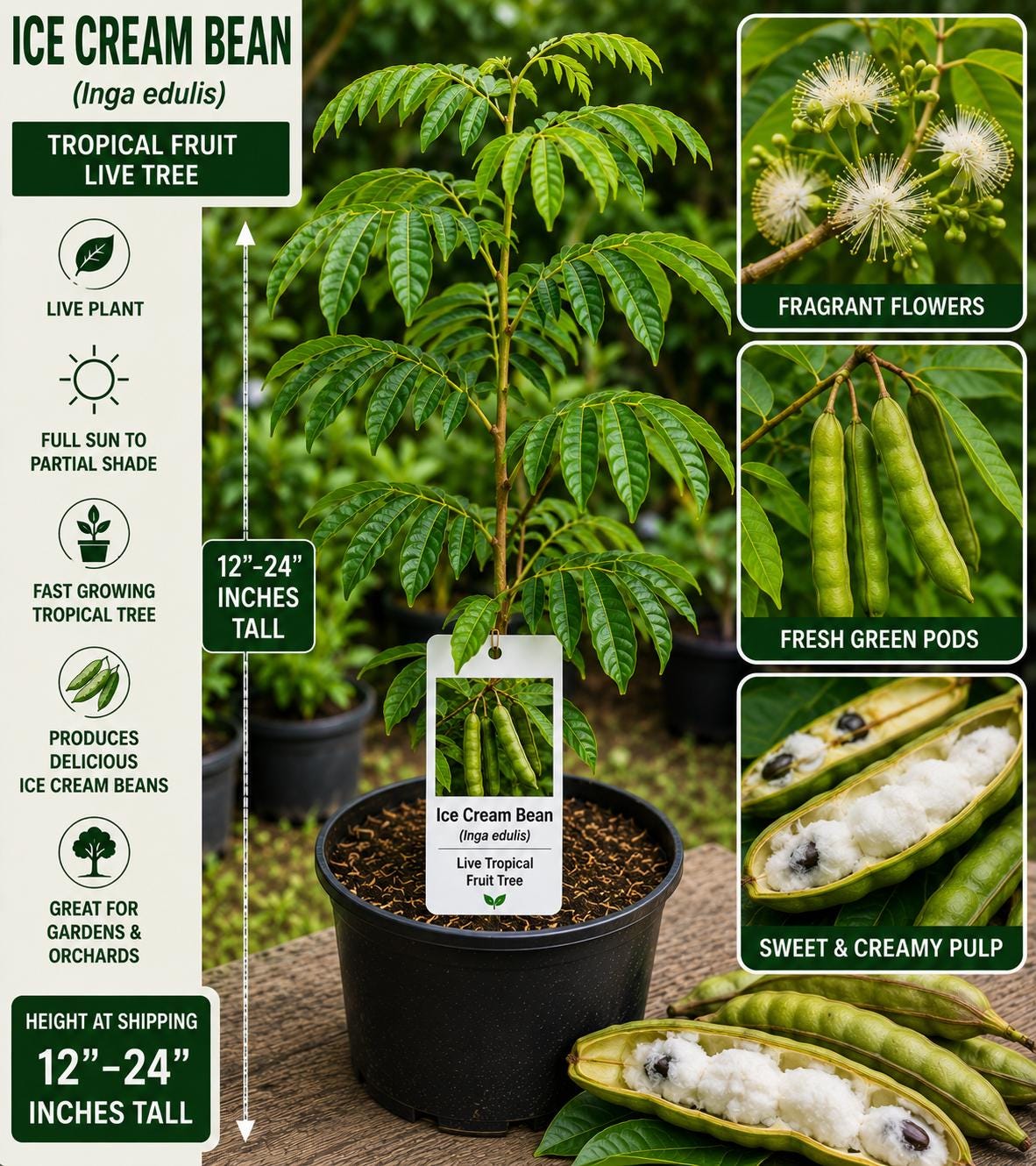 Ice Cream Bean Live Fruit Tree 12–24 Inches Tall – Inga edulis – Easy to Grow Tropical Fruit Tree