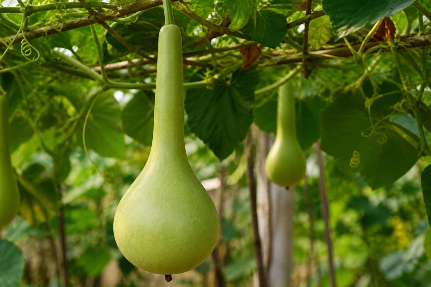 Martinhouse Bottle Gourd Seeds (Lagenaria siceraria) – Heirloom, Versatile, Crafting & Decorative Gourds, 5 Seeds