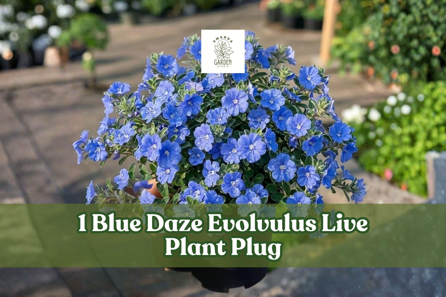 Blue Daze Evolvulus Live Plant Plug – Trailing Blue Flowers, Fuzzy Gray-Green Foliage, Groundcover, Container, Hanging Basket, Scientific Name Evolvulus glomeratus