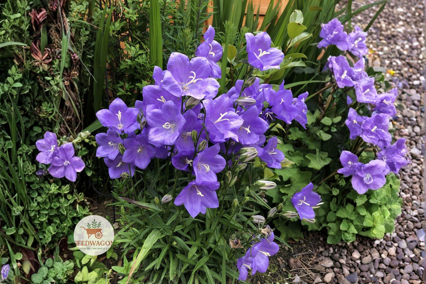 Harebells Seeds - Native Wildflower Campanula rotundifolia - Blue Bellflower for Pollinator Gardens & Cottage Landscapes