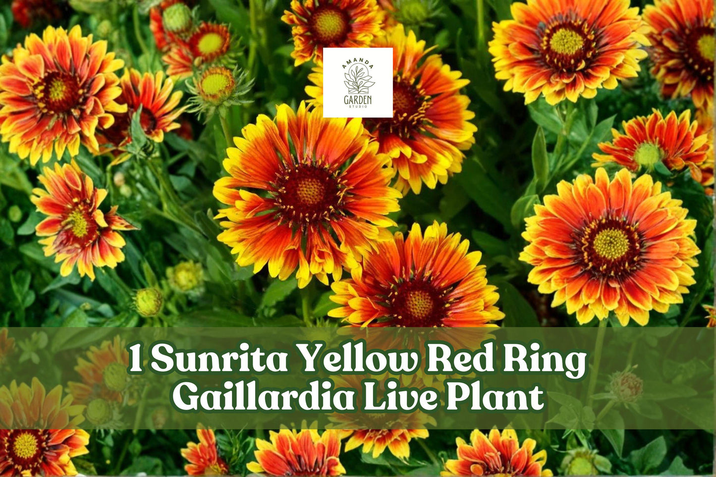 Gaillardia aristata Live Plant Plug – Sunrita Yellow Red Ring Blanket Flower, Bicolor Flowers, Compact Mounding, Full Sun