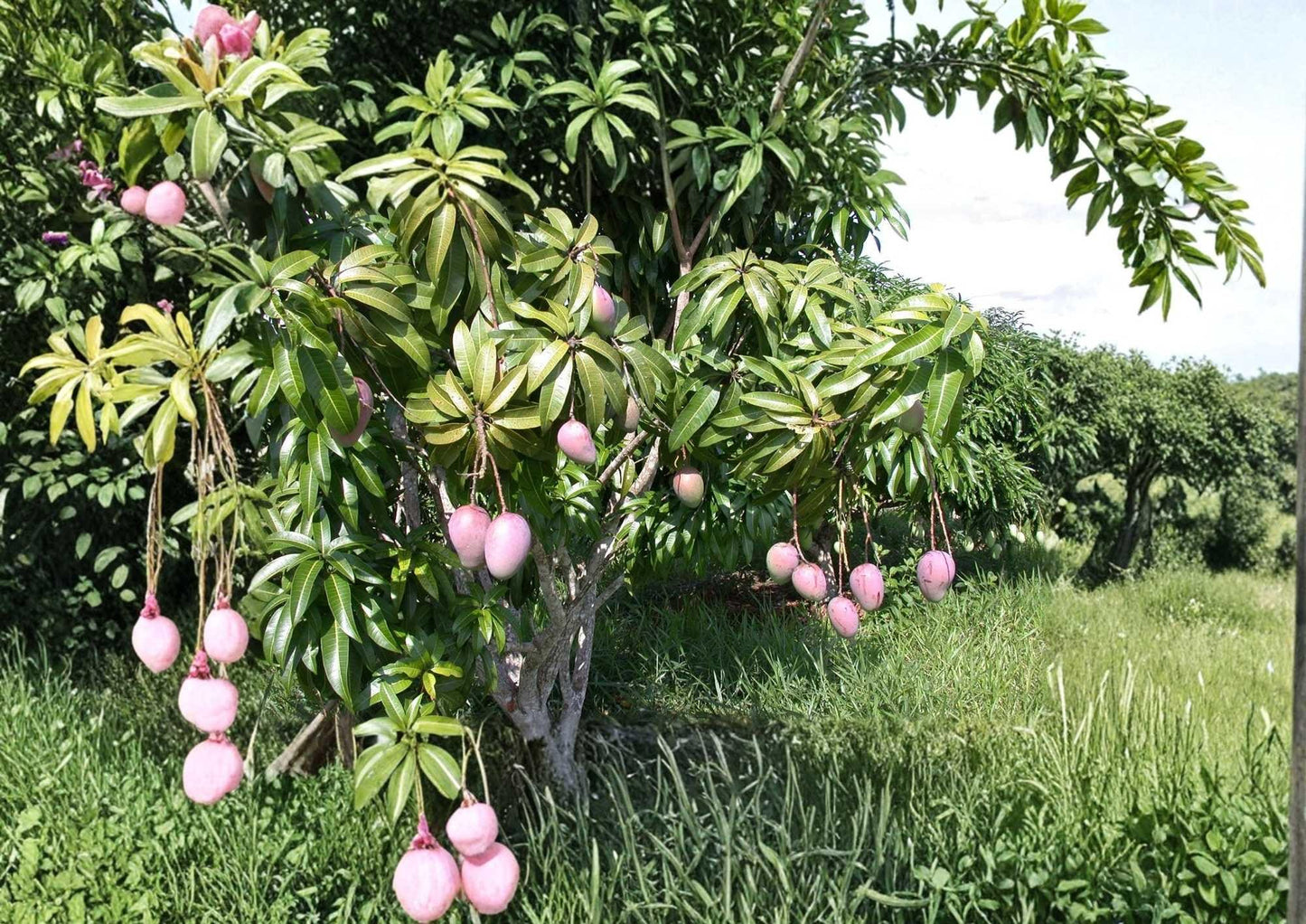 Kent Grafted Mango Tree 12-24 Inches Tall – Mangifera indica – Fruit Tree, Tropical, Fresh Stock