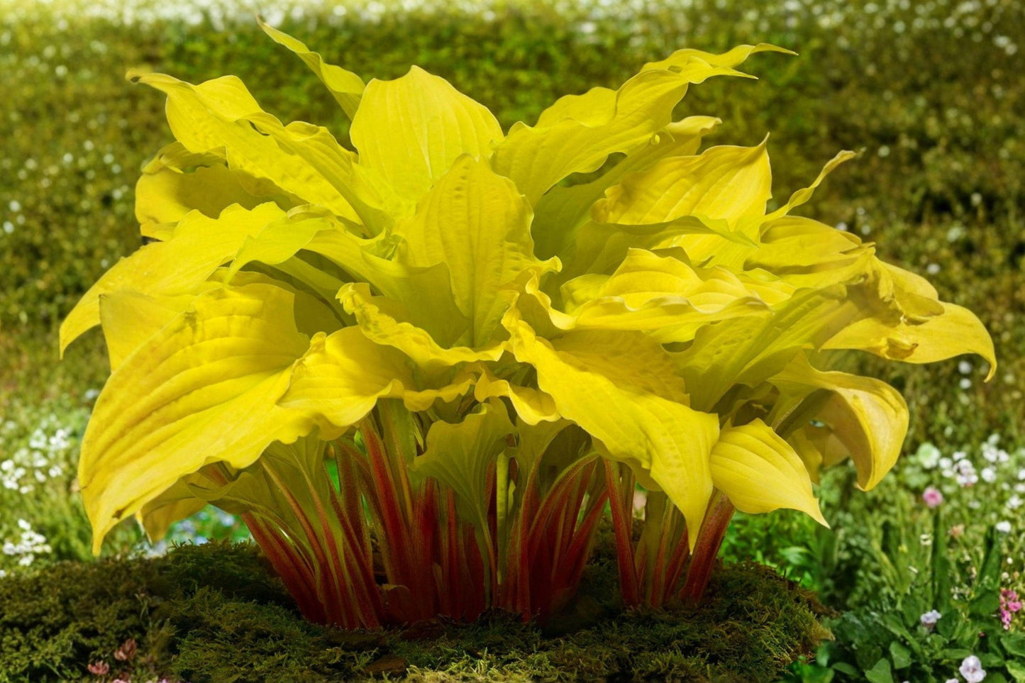 Hosta Lipstick Blonde Bare Roots – Yellow Foliage, Red Stems, Lavender Flowers, Perennial Shade Plant, 3 Pack
