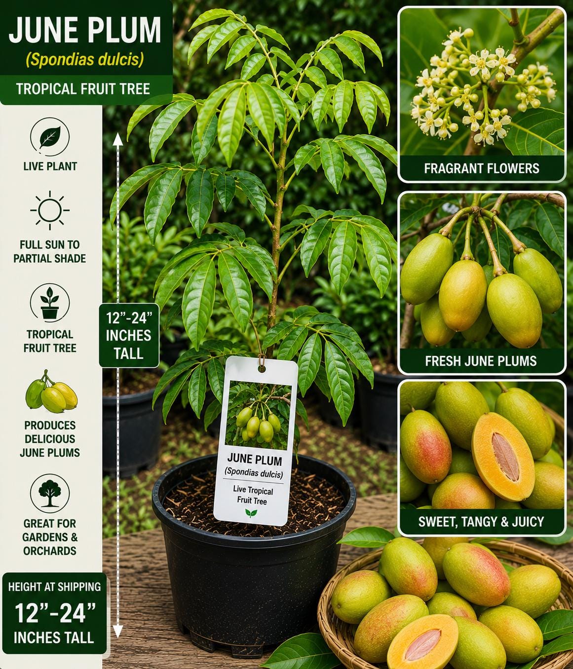 June Plum Live Fruit Tree 12-24 Inches Tall – Spondias dulcis – Fast Growing Tropical Fruit Tree