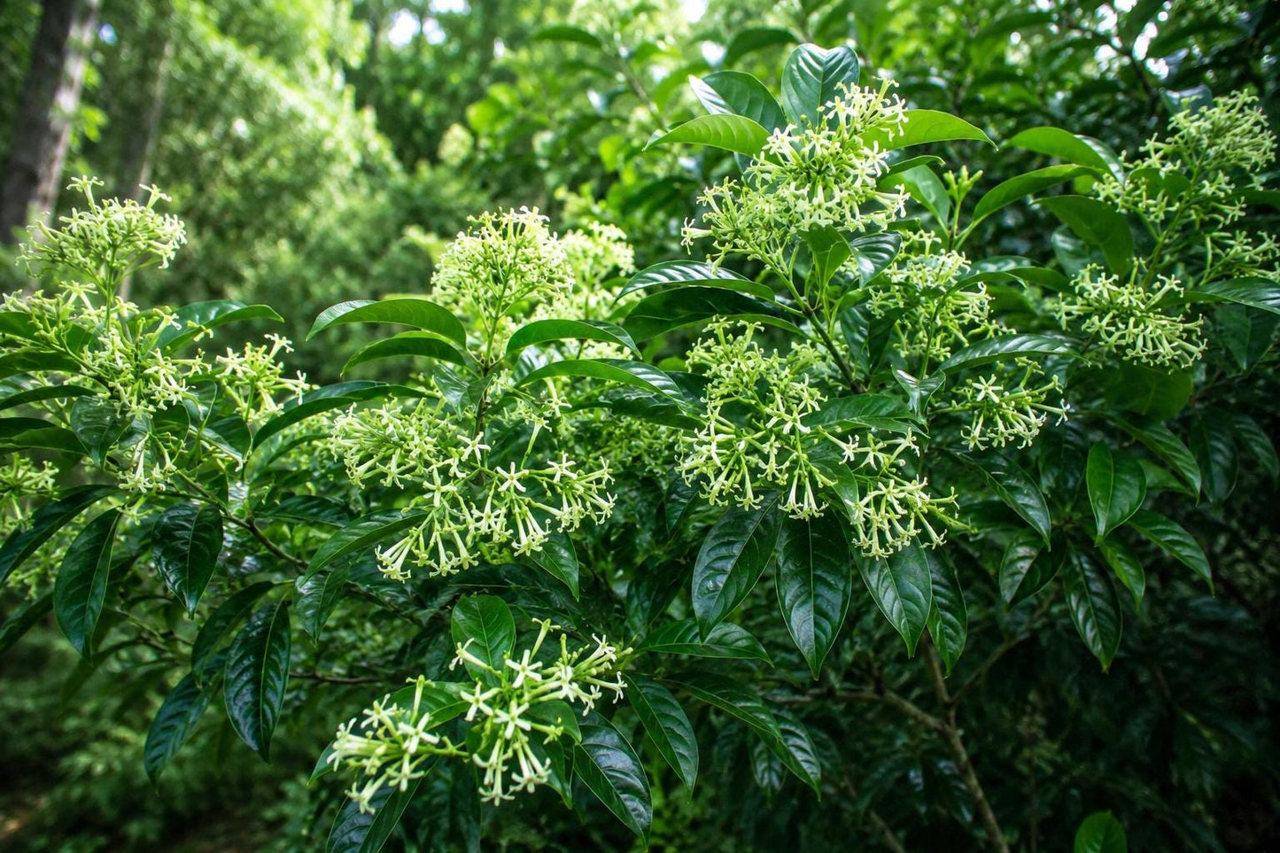 Night Blooming Jasmine Live Plant – Fragrant Cestrum Nocturnum in 4-Inch Pot for Indoor & Outdoor Gardens