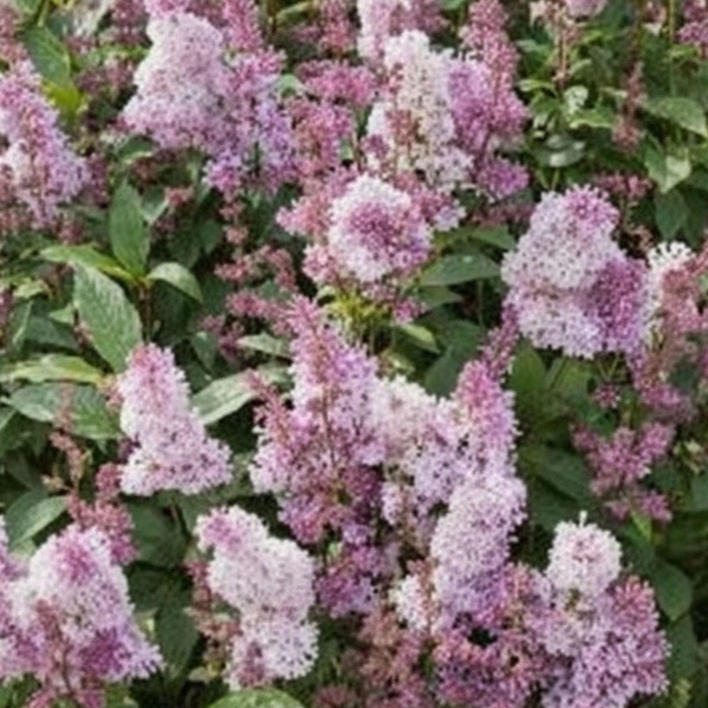 James Macfarlane Pink Lilac Plant | Fragrant Pink Blooms | Syringa josiflexa | Live Shrub for Garden, Hedges & Borders