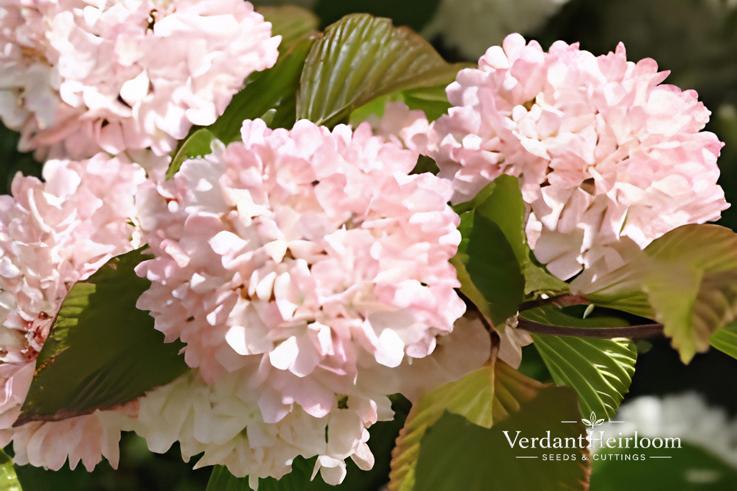 Mary Milton Japanese Snowball Shrub – Pink Blooms, Bare Root Plant, Viburnum plicatum 'Mary Milton'