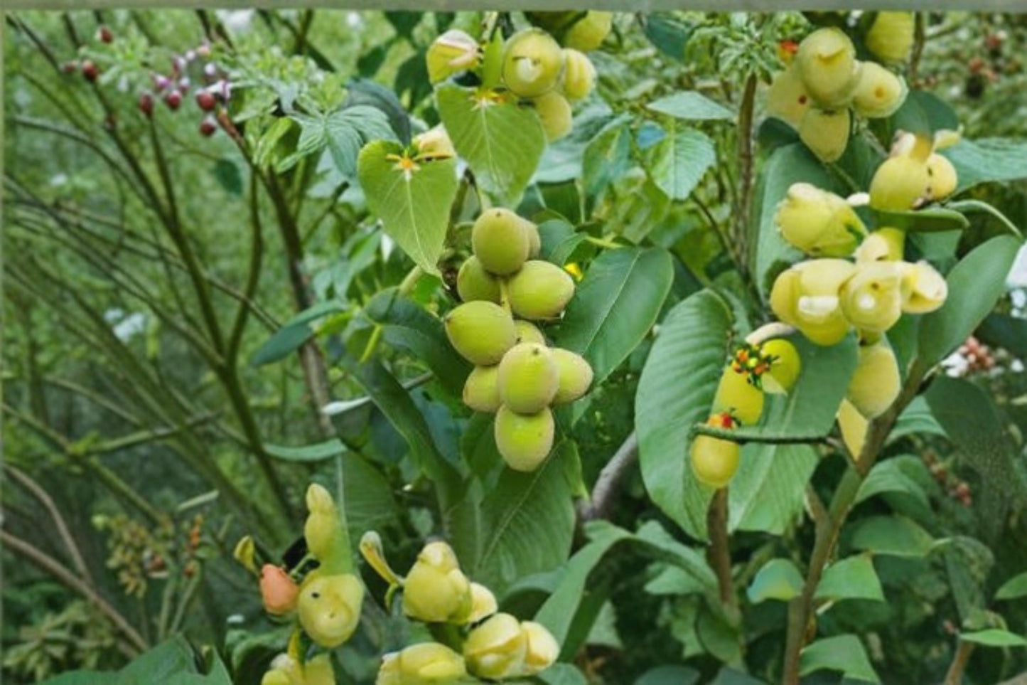 Heartnut Tree Seeds – Juglans ailantifolia var. cordiformis – Nut Tree for Outdoor Planting, Edible Brown Nuts