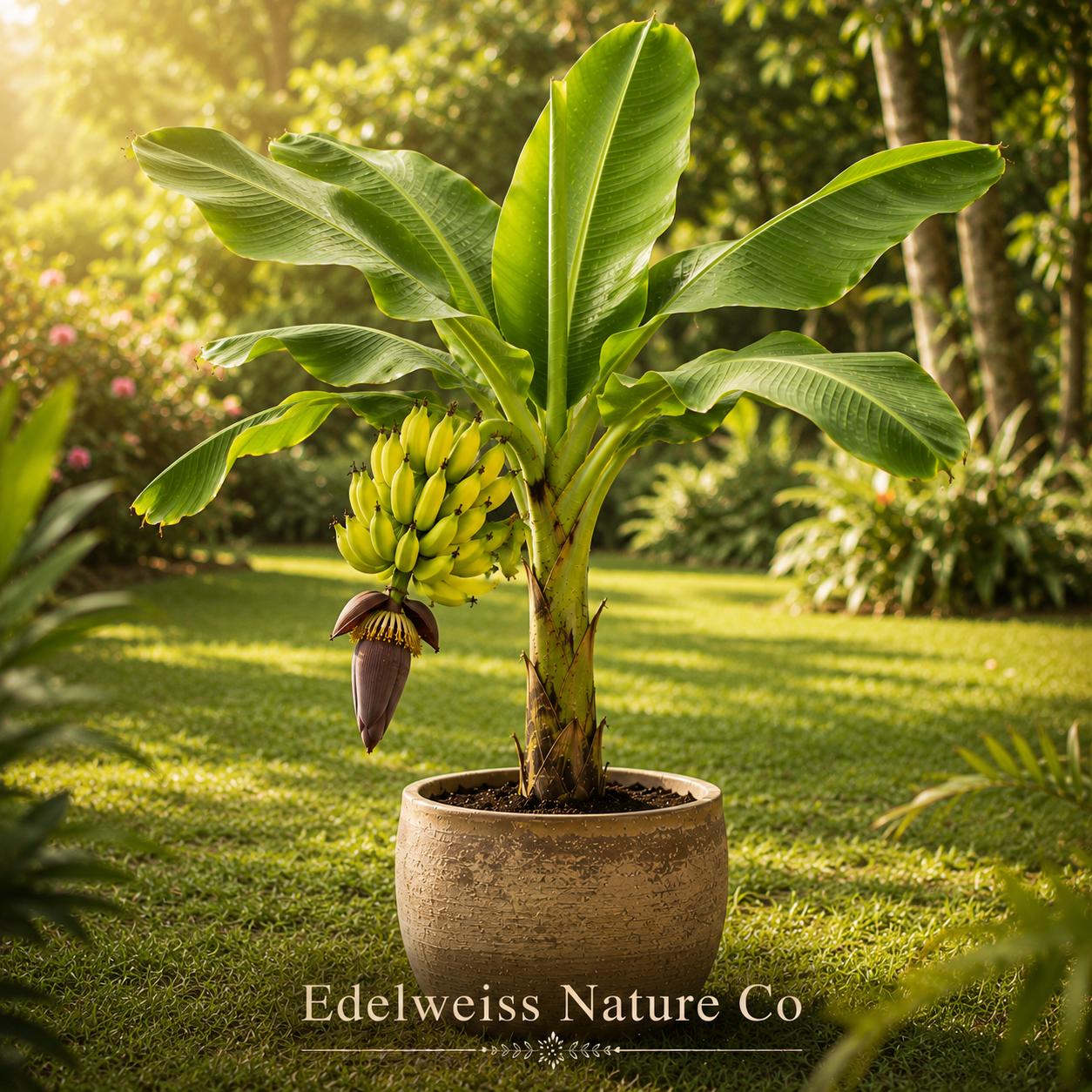 Lakatan Banana Tree Starter Plant | Musa acuminata Edible Tropical Fruit Plant | Live Banana Plant for Garden & Container
