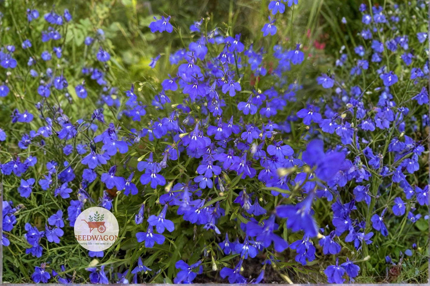 Monsoon Lobelia Seeds 200 | Electric Blue Lobelia erinus for Hanging Baskets & Containers | Summer Blooming Annual