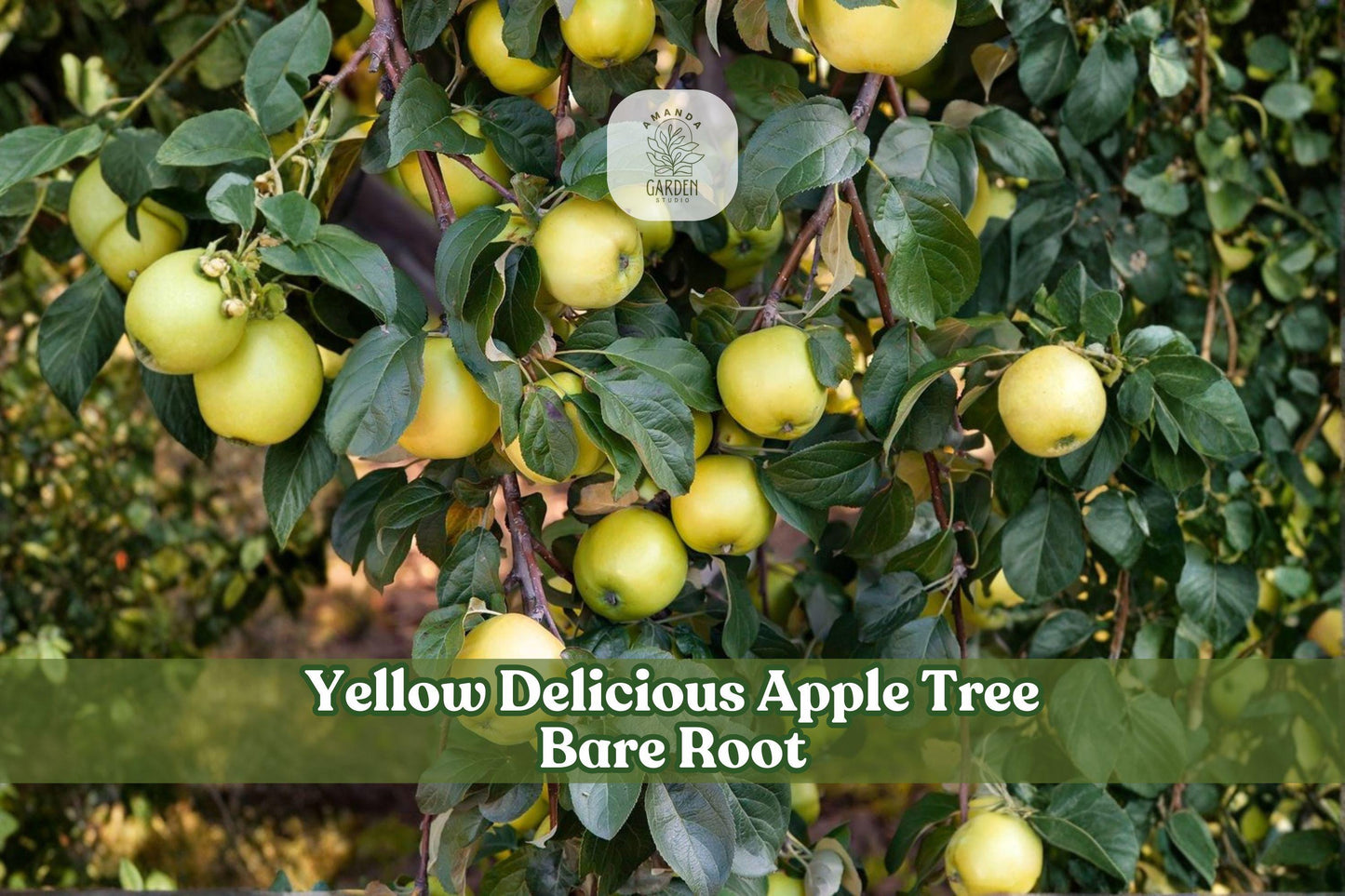 White Paper Birch Seedling - Betula papyrifera Deciduous Tree for Landscaping and Shade