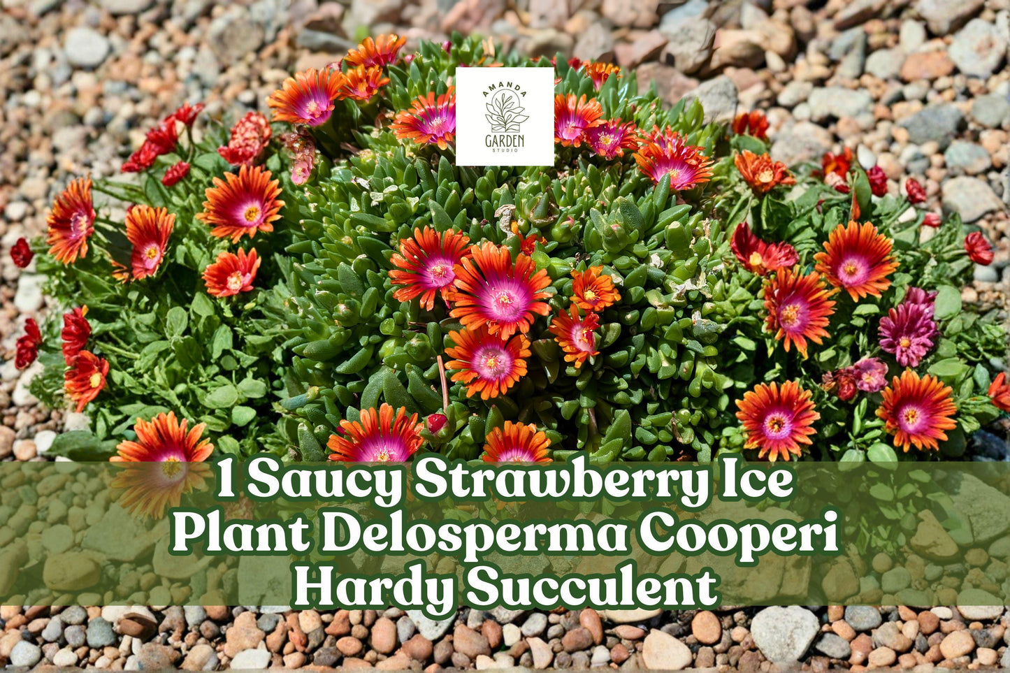 Saucy Strawberry Ice Plant Delosperma cooperi Hardy Succulent Ground Cover Live Plant, Drought Tolerant, Trailing, Pink Flowers