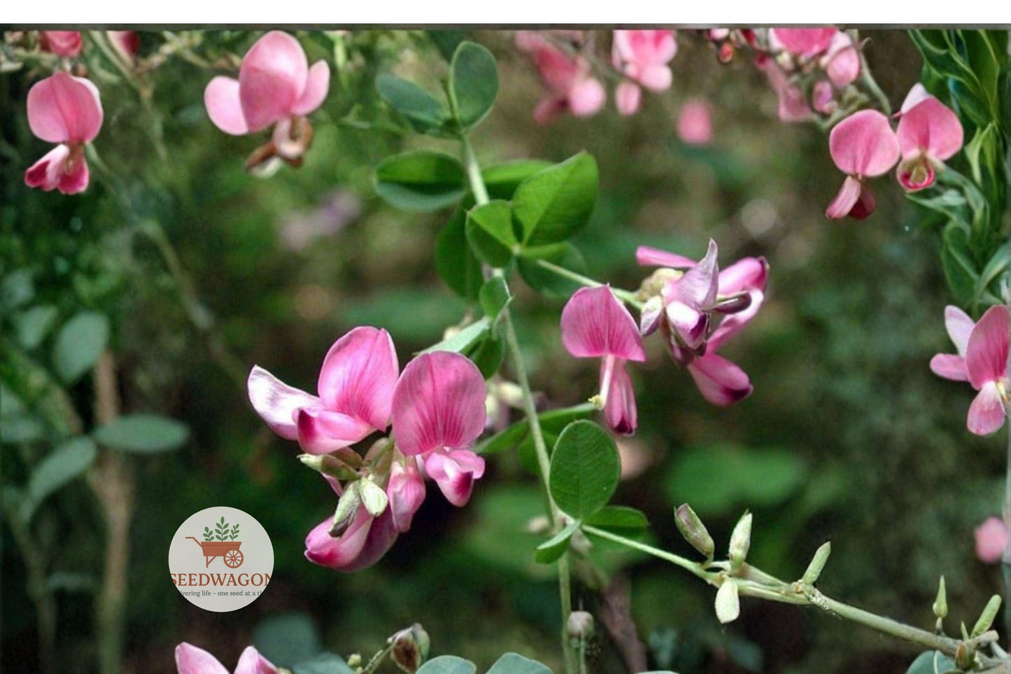 Korean Lespedeza Seeds - Annual Legume for Erosion Control, Wildlife Forage, Soil Improvement - Kummerowia stipulacea