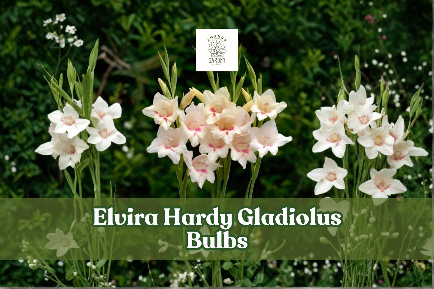 Elvira Hardy Gladiolus Bulbs – Tricolor Summer Flowering Perennial Bulbs for Borders & Cut Flowers