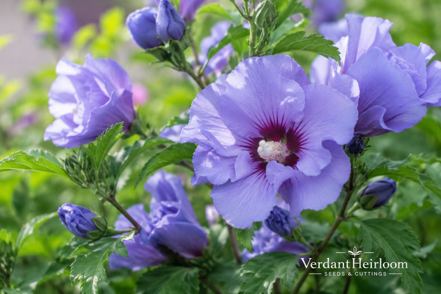 Marina Blue Satin Rose of Sharon Bare Root Shrub – Hibiscus syriacus 'Marina' – Blue Flowers, Deciduous, Full Sun, Landscape Plant
