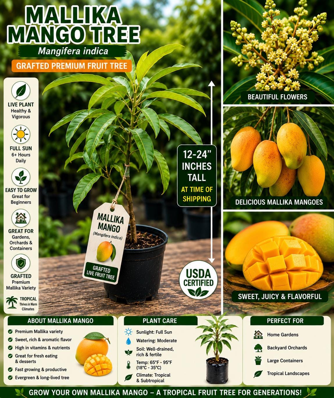 Mallika Mango Grafted Live Fruit Tree 12–24 Inches – Mangifera indica – Tropical Fruit Tree for Garden or Patio