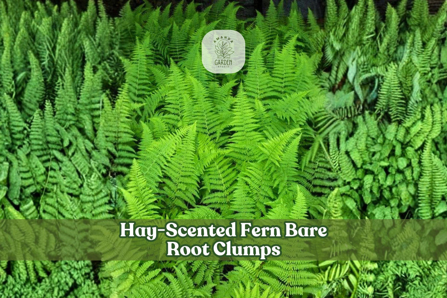 Hay-Scented Fern Bare Root Clumps | Dennstaedtia punctilobula | Woodland Shade Garden Plants, Native Ferns, Deciduous, Clumping