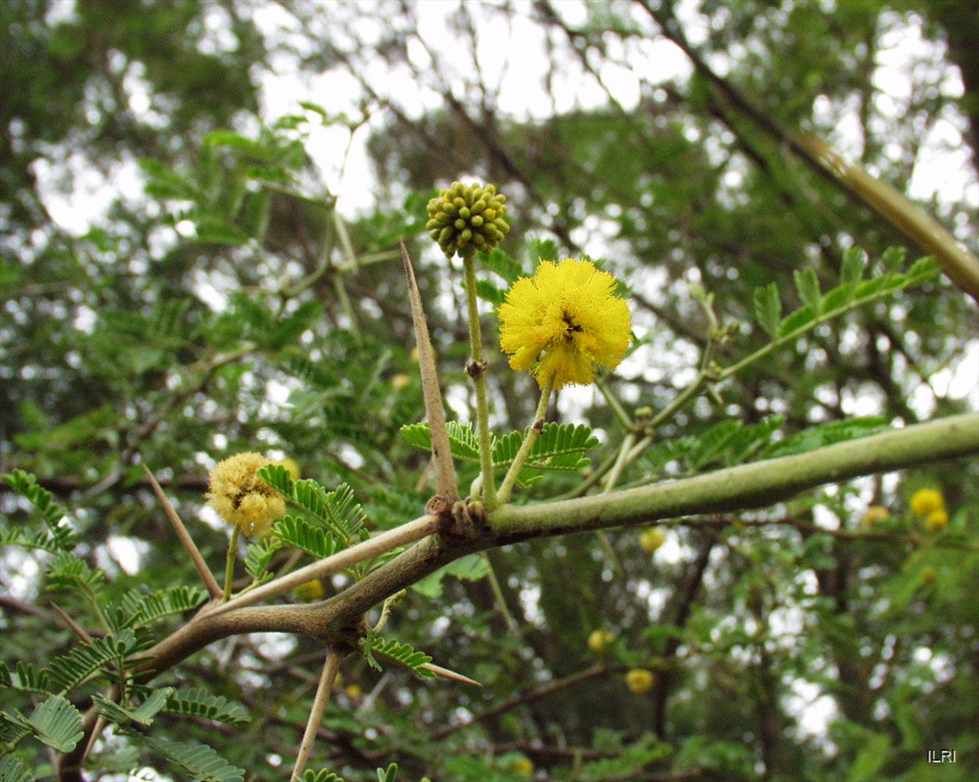 Acacia arabica Seeds β Vachellia nilotica, Babul Tree, Gum Arabic, Egyptian Thorn Acacia (5 Seeds)