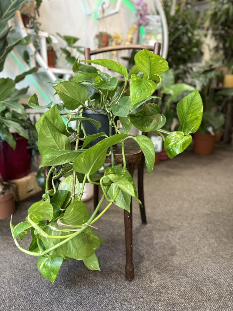 Golden Pothos Rooted Cutting – Live Indoor Houseplant with Variegated Yellow-Green Leaves | Epipremnum Aureum