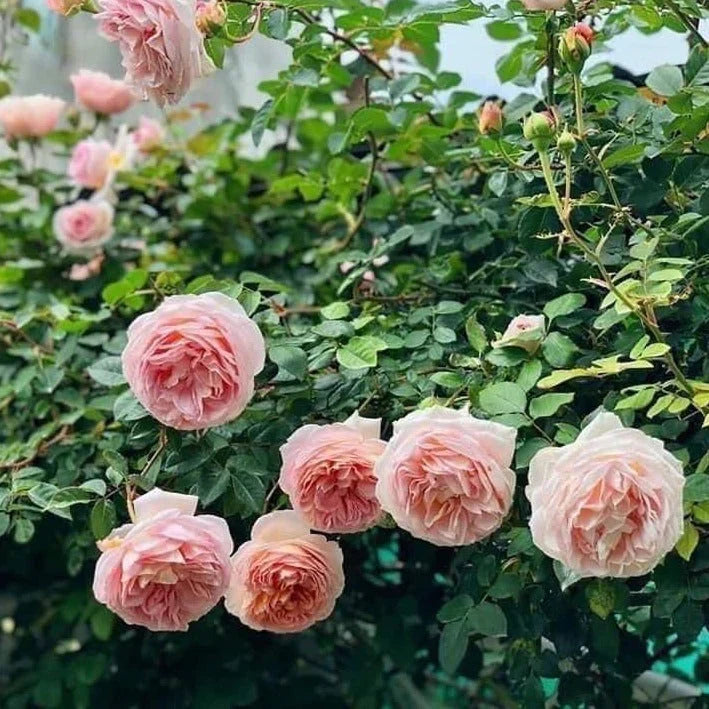 Abraham Darby Rose Bush | Live Bare Root Starter Plant | David Austin English Rose | Apricot-Pink, Fragrant, Repeat Bloomer