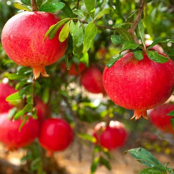 Super Rare Eversweet Pomegranate Cuttings – 3 Fresh Scions for Rooting or Grafting – Nearly Seedless Punica granatum ‘Eversweet’