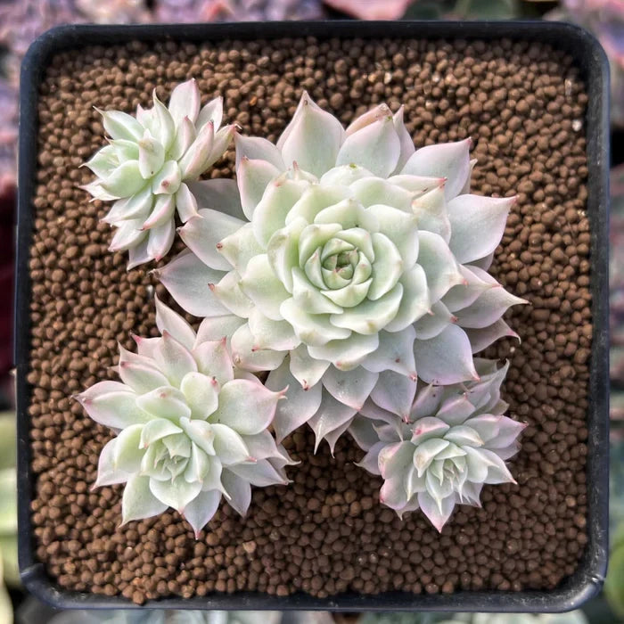 Echeveria ‘Margaret’ Rare Succulent Plant 2–3” Live Bare Root Easy Care Indoor Outdoor Decor