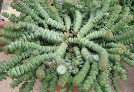 Crassula Marnieriana Baby Necklace Variegated Succulent Cuttings – 6 Live Propagation Plants, 2–3 Inch, Variegated Jade Succulent
