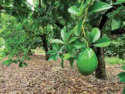 Florida Avocado Cuttings - 2 Unrooted Choquet Cuttings for Grafting - Persea americana - Ideal for Backyard Garden