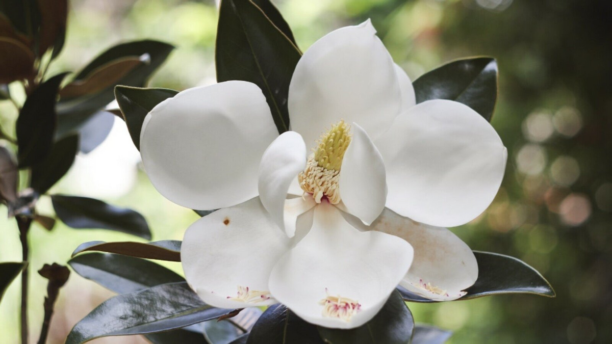 Southern Magnolia Cuttings - 8 Woody Stems, Heirloom, Fragrant White Blooms, Evergreen, Magnolia grandiflora, Zones 6-10
