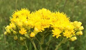 700 Stiff Goldenrod Seeds, Oligoneuron Rigidum, Yellow Perennial Wildflower, Pollinator-Friendly Garden Plant