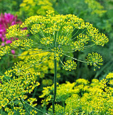 Dill Bouquet Seeds - 700 Organic Non-GMO Seeds for Planting - Anethum graveolens - Perfect for Cooking and Pickling