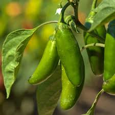 Jalapeño Pepper Seeds | 100+ Non-GMO Heirloom | Capsicum annuum | Medium Heat Peppers for Salsa, Pickling, Grilling