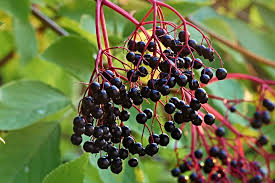 Adams Elderberry Cuttings - 12 Unrooted Stems - Sambucus nigra 'Adams' - Fast-Growing Fruit Bush for Jams & Pollinator Gardens
