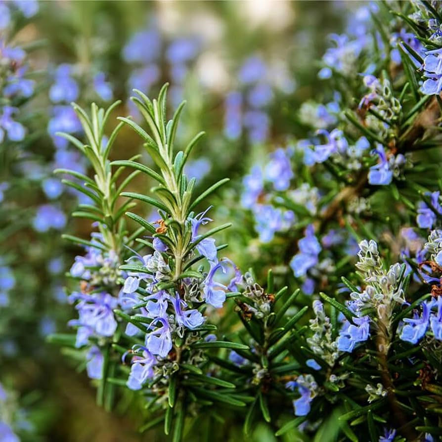 Rosemary Seeds 100 mg - Salvia rosmarinus - Aromatic Culinary Herb for Home Gardens