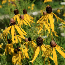 200 Seeds Clasping Coneflower Echinacea amplexicaulis Hardy Perennial Wildflower Attracts Pollinators Easy to Grow