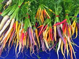 500 Rainbow Carrot Seeds | Colorful Daucus carota Blend | Heirloom Purple, Yellow, Orange & White Carrots for Gardening