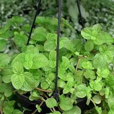 Creeping Charlie Plant - Live Pilea Nummulariifolia - Easy Care Ground Cover - Indoor Outdoor Trailing Vine